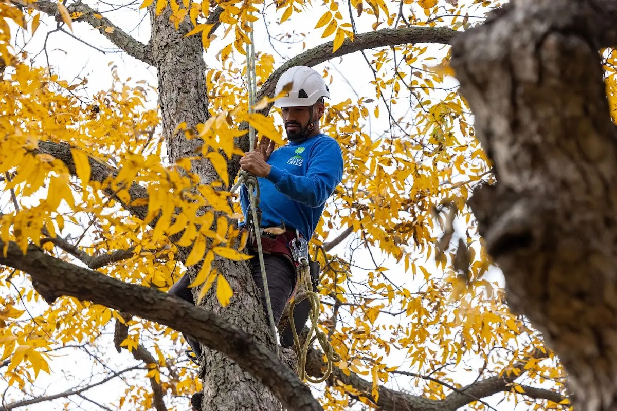 Skilled Tree Trimming crew working in Gunnison