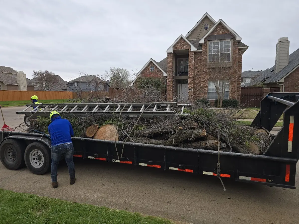 Expert Tree Removal with proper safety equipment in Gunnison